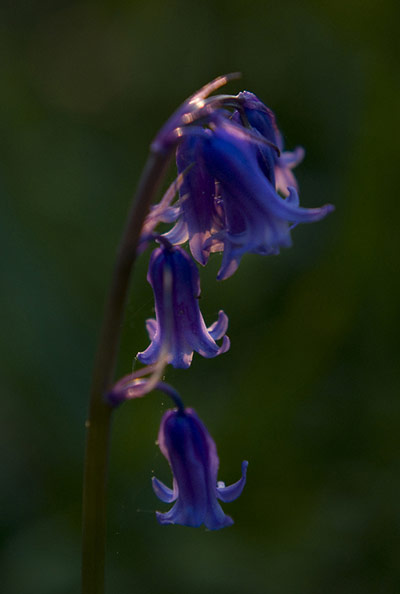 Green Shoots: Bluebells flickr group