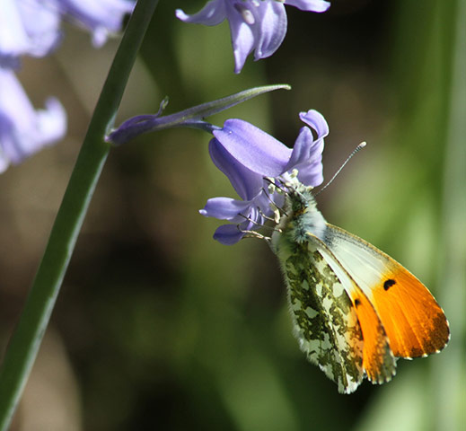 Green Shoots: Bluebells flickr group