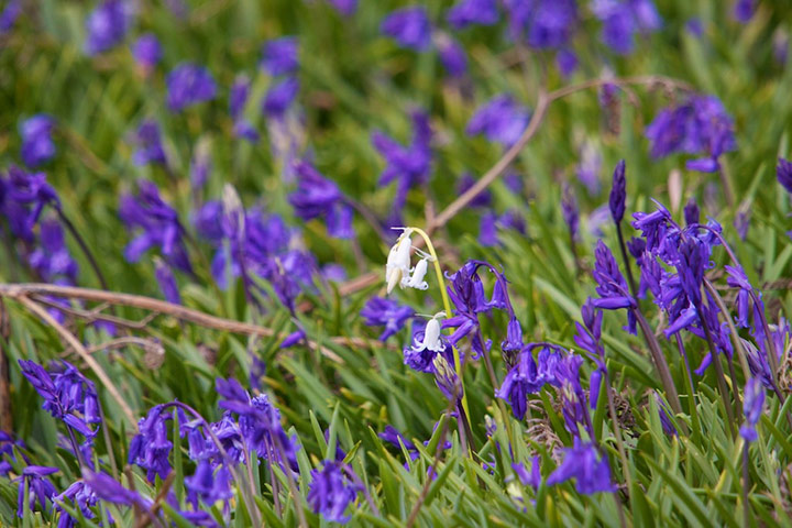 Green Shoots: Bluebells flickr group
