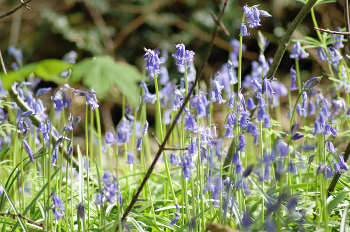 Green Shoots: Bluebells flickr group