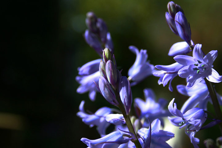 Green Shoots: Bluebells flickr group