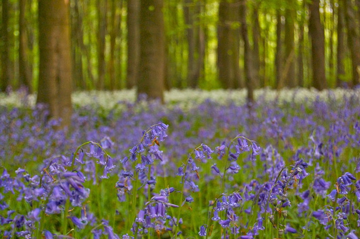 Green Shoots: Bluebells flickr group