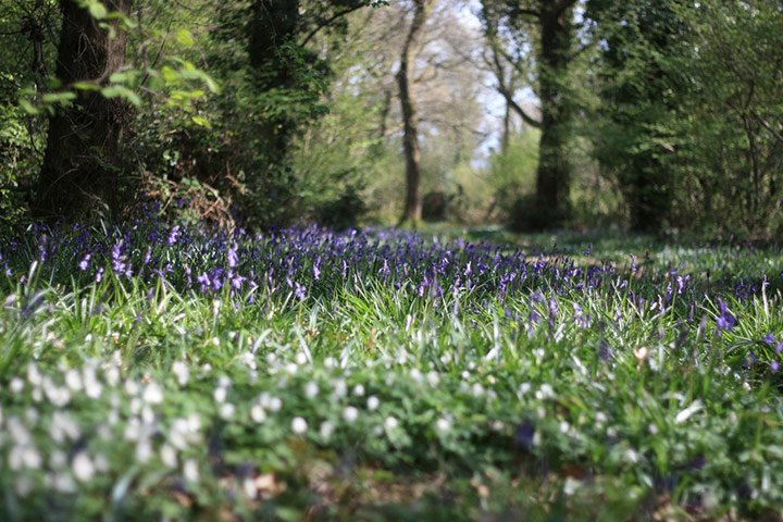 Green Shoots: Bluebells flickr group