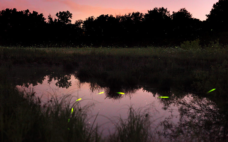 IGPOTY: International Garden Photographer of the Year