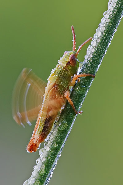 IGPOTY: International Garden Photographer of the Year