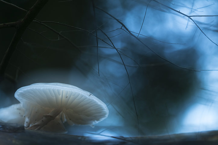 IGPOTY: International Garden Photographer of the Year