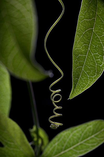 IGPOTY: International Garden Photographer of the Year