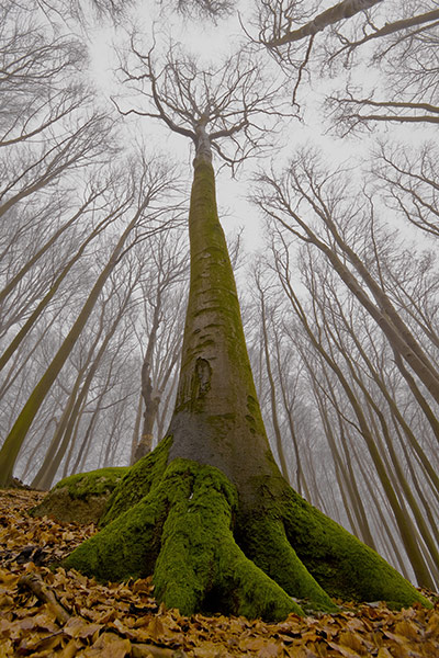 IGPOTY: International Garden Photographer of the Year