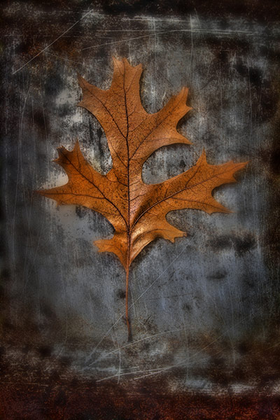 IGPOTY: International Garden Photographer of the Year