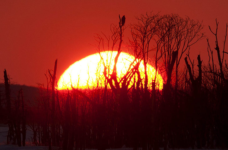 From the Agencies: A Steller's sea eagle is perched on a branch
