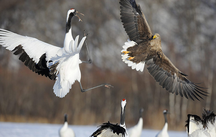 From the Agencies: A Japanese red-crowned crane fights against a white-tailed eagle