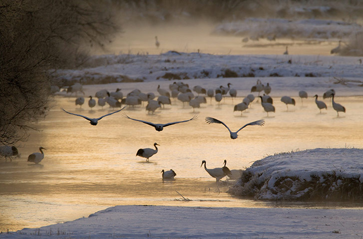 From the Agencies: Japanese red-crowned cranes fly out of their winter roost