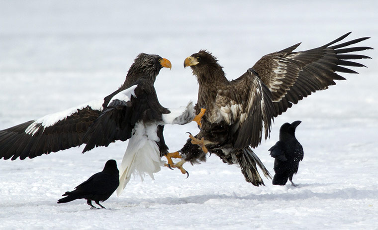 From the Agencies: A Steller's sea eagle fights on a frozen lake