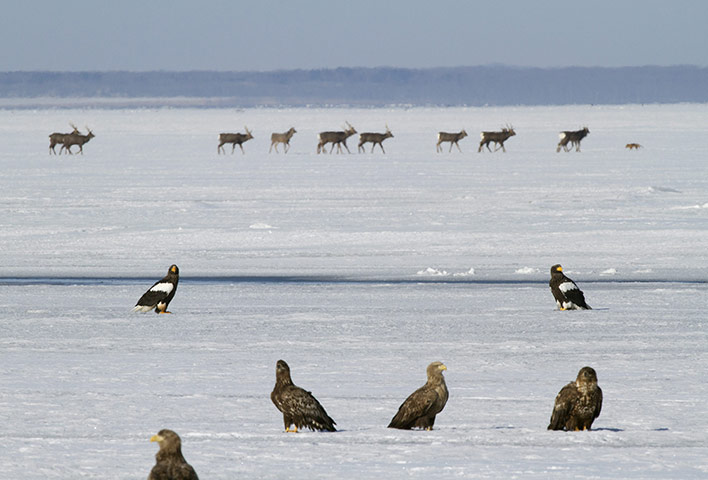 From the Agencies: Steller's sea eagles stand on a frozen lake