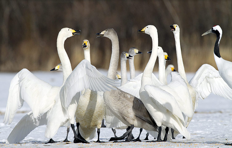From the Agencies: A Japanese red-crowned crane looks at singing whooper swans