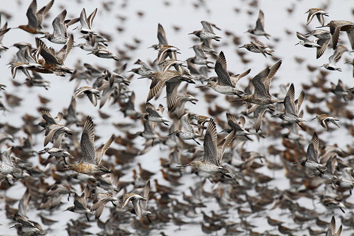 Week in wildlife: A flock of snipes flies over the Yalu River Estuary Nature Reserve 