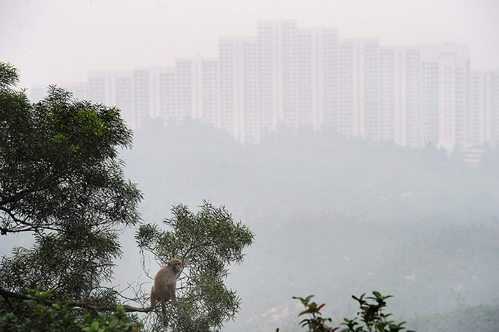 Week in wildlife: a monkey climbing a tree in a country park in Hong Kong
