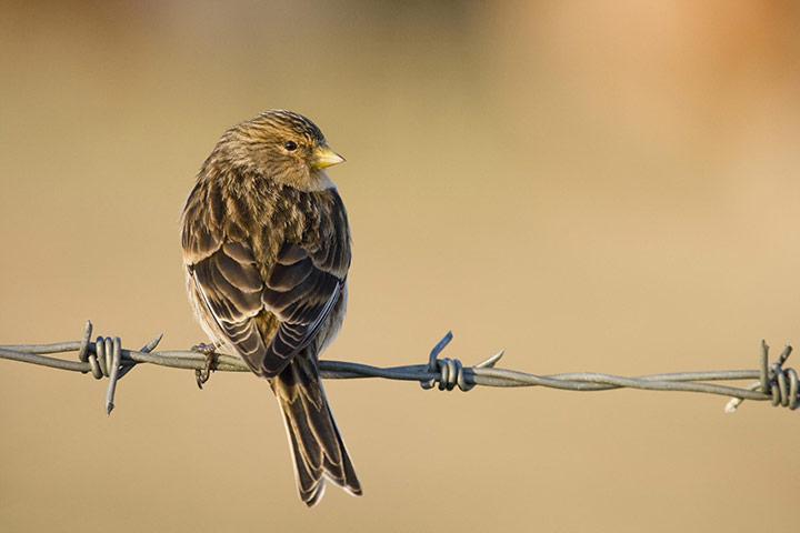 Week in wildlife: Twite Carduelis flavirostris