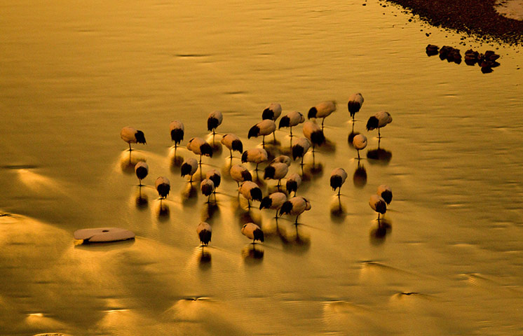 Week in wildlife: Winter Wildlife on Northern Japanese Island