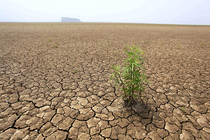 Week in wildlife: Drought in Xieshan, which is part of Poyang Lake, China's Jiangxi