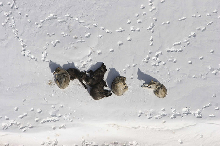 Week in wildlife: A wolf pack  in Yellowstone National Park in undated handout photograph