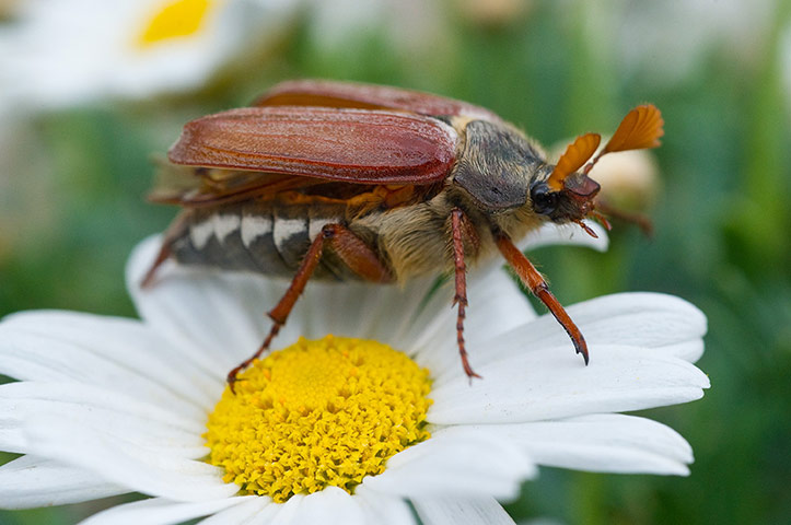 Week in wildlife: A cockchafer sits on a flower