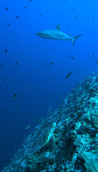 Week in wildlife: a Blue Corner shark and a turtle off the coast of Palau