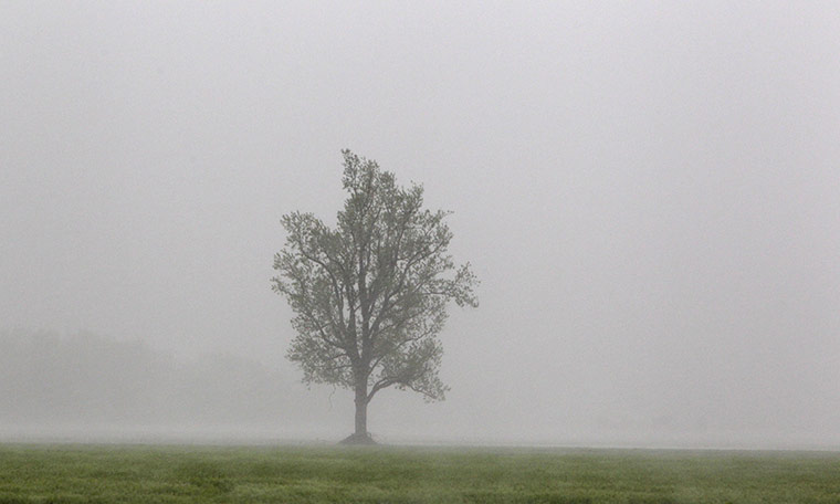 Week in wildlife: a torrential rainstorm near the Birds Point levee