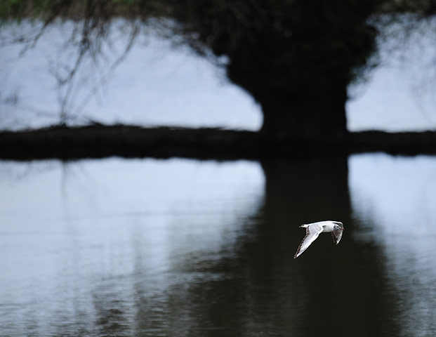 Week in wildlife: Danube Delta's canal next to Tulcea city  Bucharest