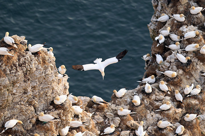 24 hours in pictures:  Gannets nest at the RSPB's Bempton Cliffs on the East Yorkshire coast