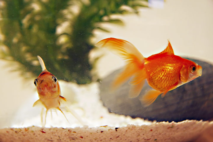 In pictures: Memory: goldfish
