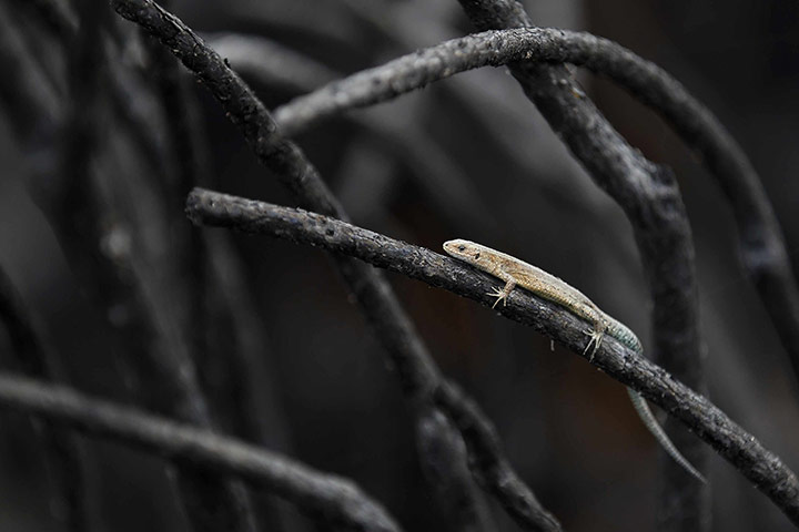 Week in Wildlife: A lizard clings to a charred tree branch