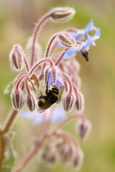 Week in Wildlife: London's Garden Squares Are Opened To The Public