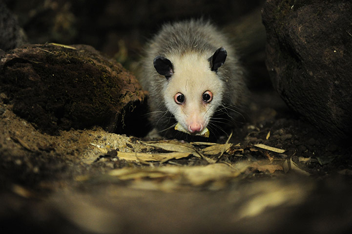 Week in Wildlife: Heidi the cross-eyed opossum