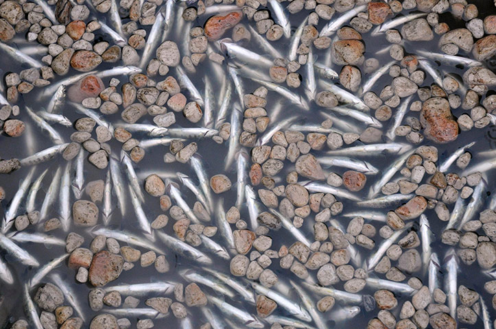 Week in Wildlife: Dead fish float at the Nilahue river