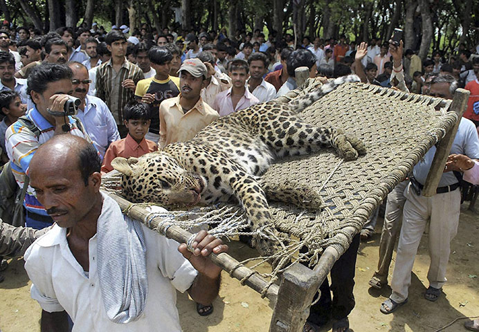 Week in Wildlife: Indian villagers carry a leopard