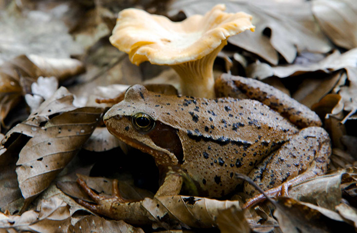 Week in Wildlife: A wood frog rests beside a chanterelle mushroom 