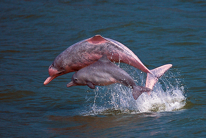 Week in Wildlife: pink dolphins playing in the waters off Lantau