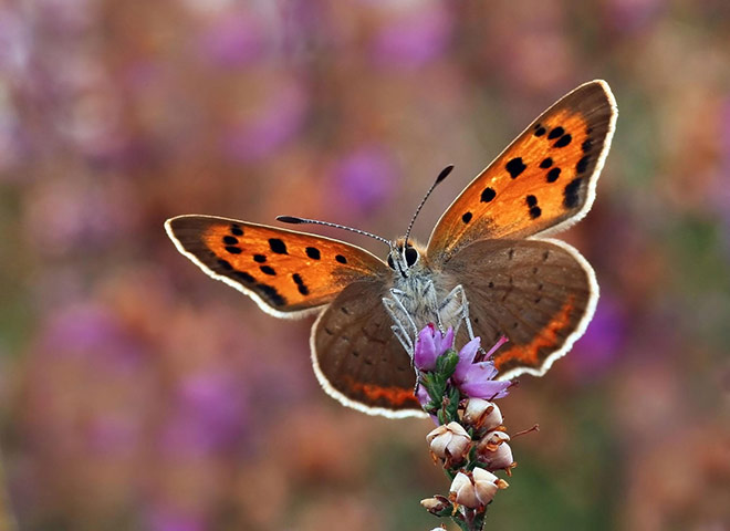 Week in Wildlife: Sun hastens arrival of butterflies