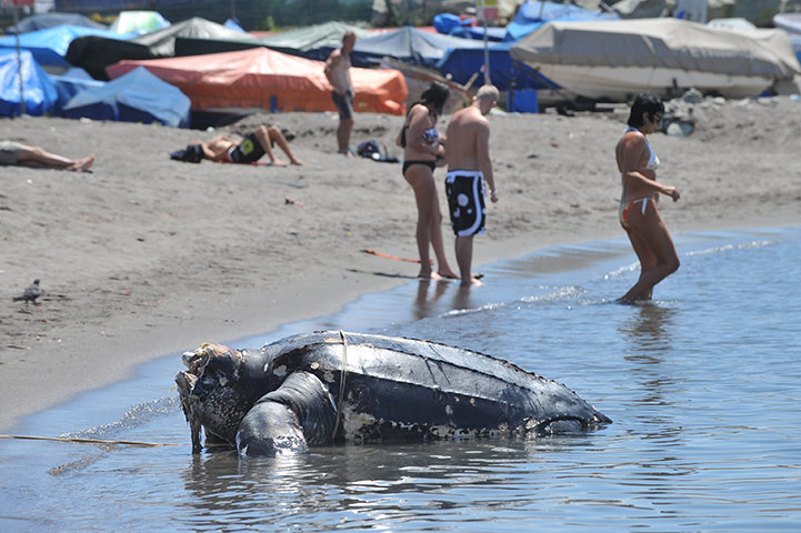 Week in Wildlife: The carcass of a giant leatherback dermochelis