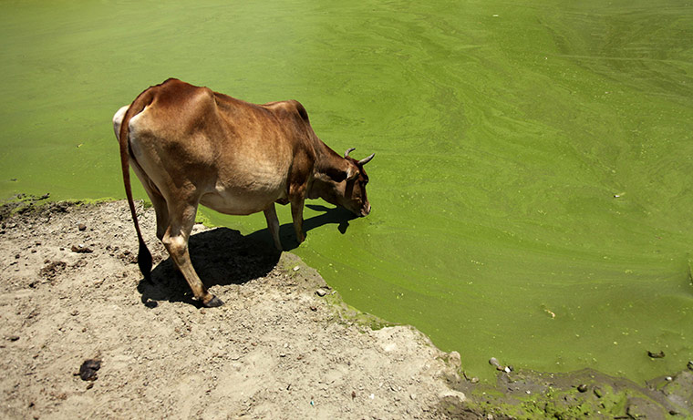 Week in Wildlife: A cow drinks water from a polluted pond