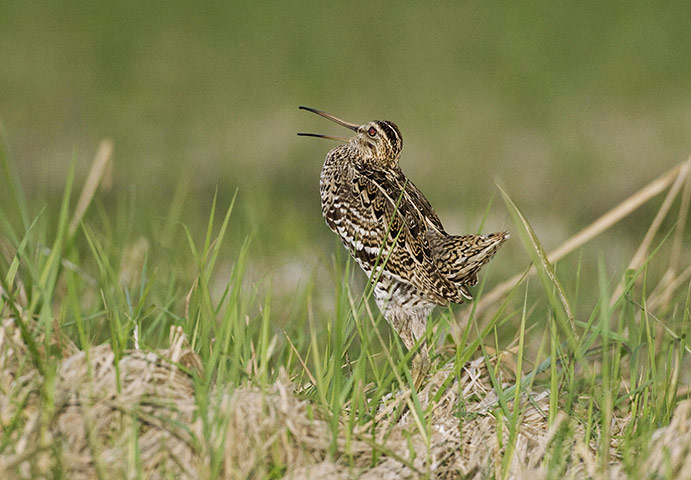 Week in Wildlife: A great snipe,