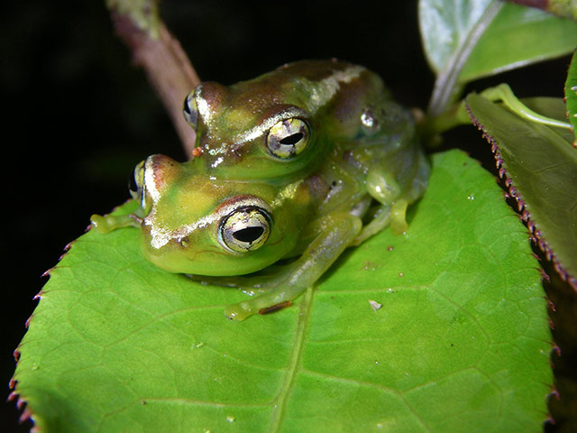 Week in Wildlife: 600 new species found in Madagascar
