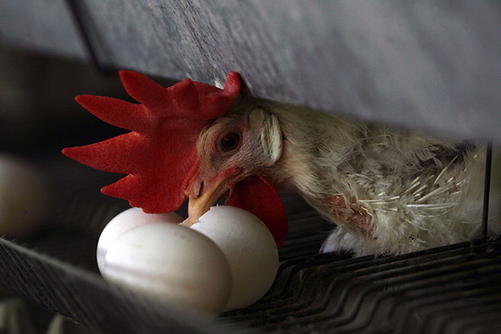 24 hours in pics: A chicken cracks an egg at chicken farm, Gaza Strip
