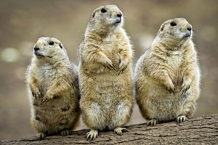 24 Hours in Pix: Bristol Zoo Gardens