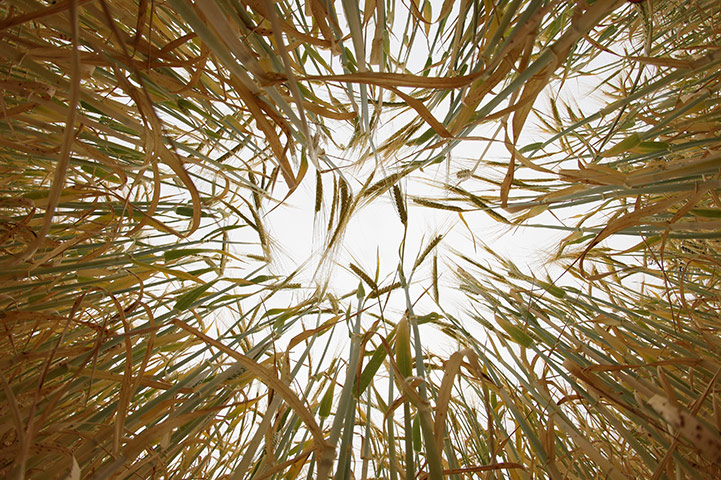 24 Hours in Pix: English Drought