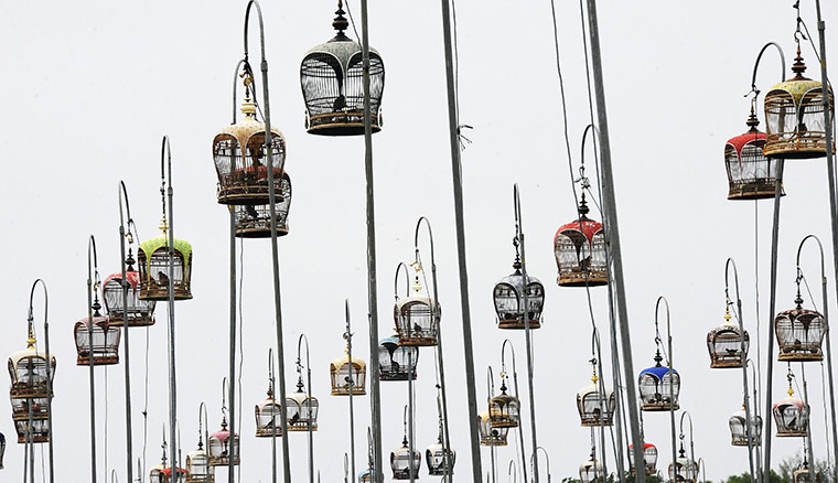 24 hours: Thailand: Birds hanging up in cages during a bird-singing contest
