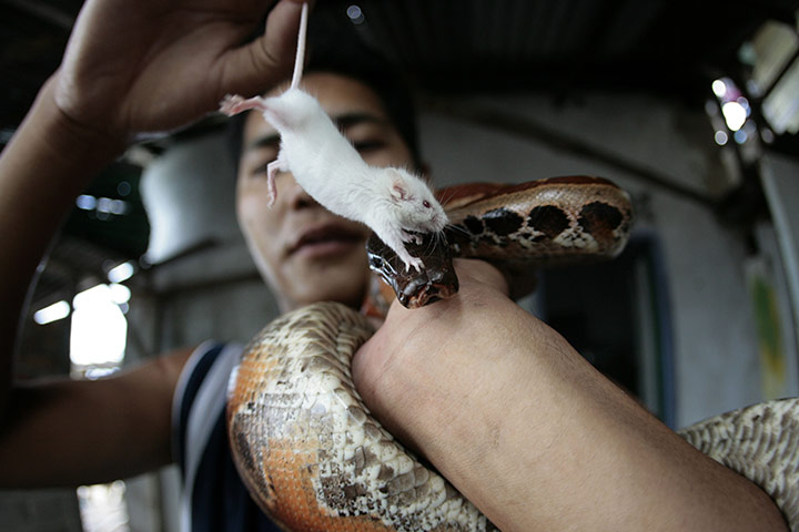 24 hours: Bintan, Indonesia: Diska Putra, holds a mouse and one of his snakes at home