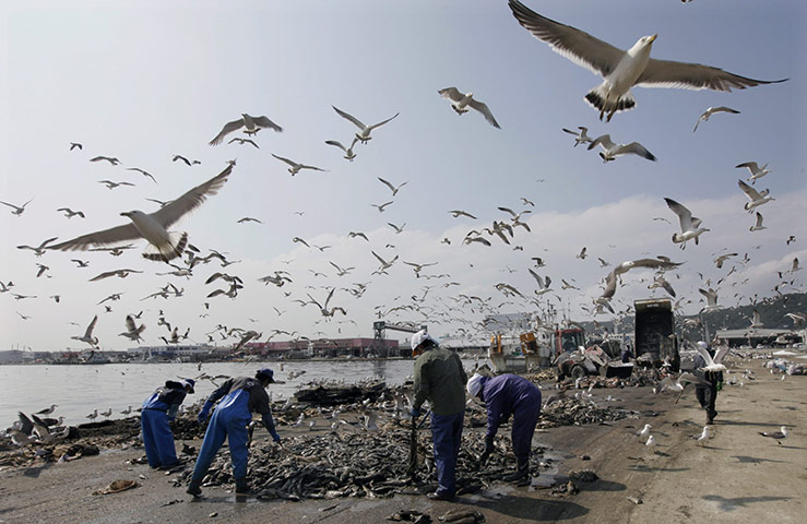 24 hours: Ishinomaki, Japan: Workers of fishery companies dispose of putrid fish