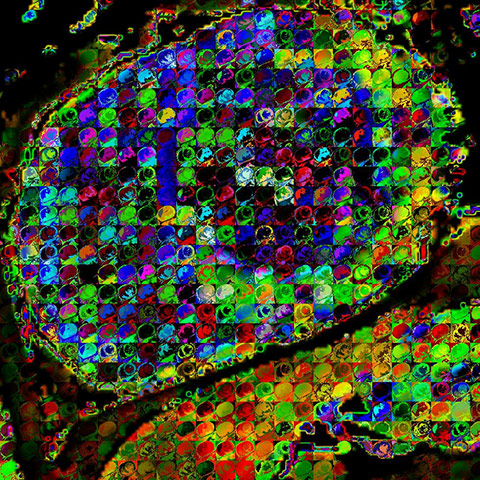 british heart foundation: Vanessa Ferreira, Stefan Piechnik, Theodoros Karamitsos  Stefan Neubauer